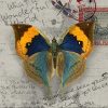 Antique Butterfly Animals Paint By Numbers