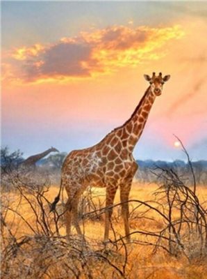 Giraffe With Sunrise paint by numbers