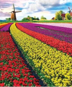 Tulip Growers  Landscape Paint By Numbers