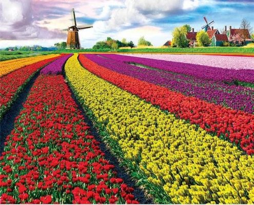 Tulip Growers  Landscape Paint By Numbers