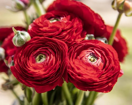 Red Rosie Flowers paint by numbers