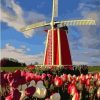 Windmill Tulips Paint By Numbers