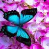 Blue Butterfly Paint By Numbers