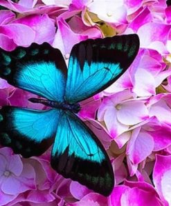 Blue Butterfly Paint By Numbers