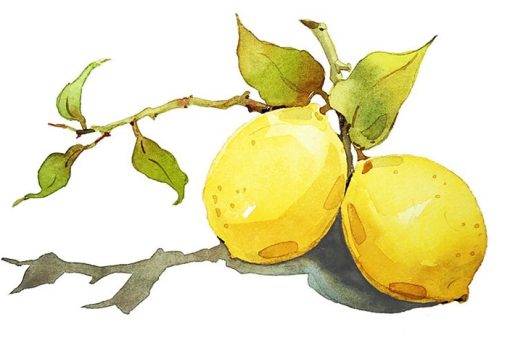 Lemons Paint By Numbers