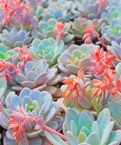 Succulent Plant Paint By Numbers