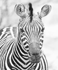 Zebra Monochrome Paint By Numbers