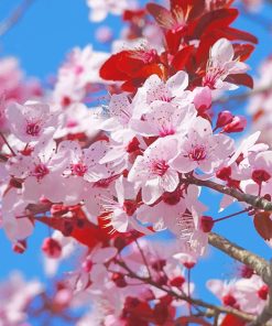 Japanese Blossom Paint By Numbers