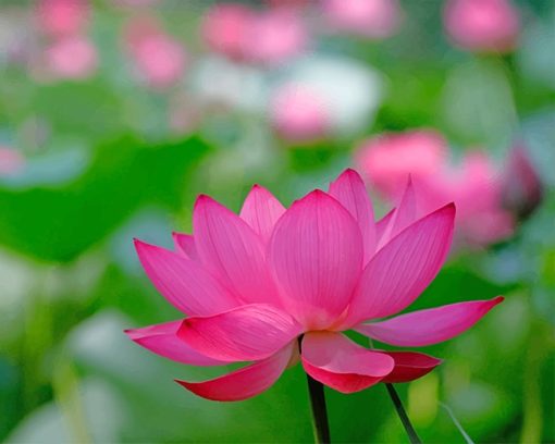 Pinky Lotus Paint By Numbers