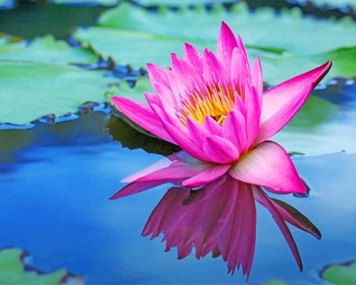 Pink Lotus Paint By Numbers