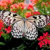 Butterfly On Flower Paint By Numbers