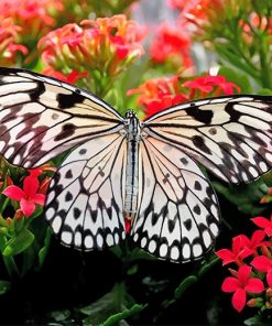 Butterfly On Flower Paint By Numbers