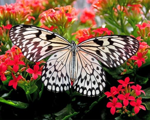 Butterfly On Flower Paint By Numbers