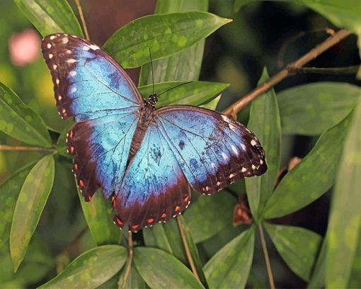 Butterfly Paint By Numbers