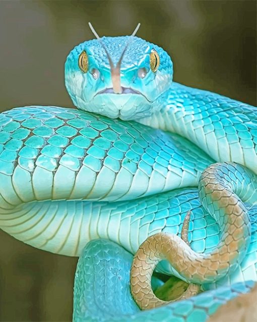 Blue Pit Viper Paint By Numbers