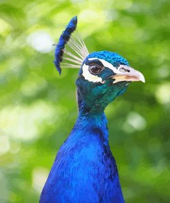 Peacock Portrait Paint By Numbers