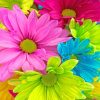 Colorful Flowers Paint By Numbers