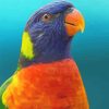 Colorful Parrot BirdPaint By Numbers