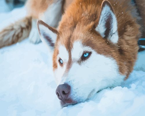 Brown Husky Paint By Numbers