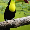 Loro Toucan Paint By Numbers