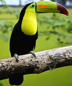 Loro Toucan Paint By Numbers