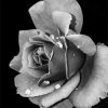 Monochrome Rose Paint By Numbers