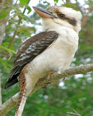 Kookaburra Paint By Numbers