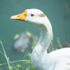 White Duck Paint By Numbers