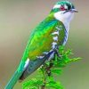 Diederik Cuckoo Paint By Numbers