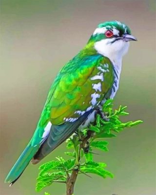 Diederik Cuckoo Paint By Numbers