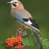 Eurasian Jay Paint By Numbers