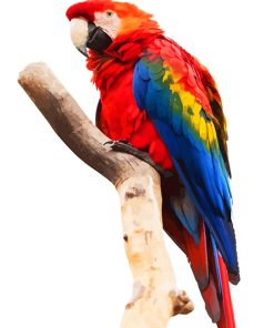 Macaw Paint By Numbers