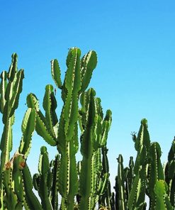 Triangle Cactus Paint By Numbers