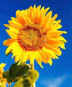 Yellow Sunflower Paint By Numbers