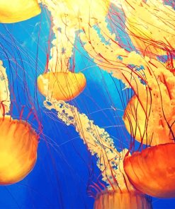 Jellyfish Illustration Paint By Numbers