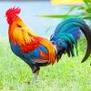 Kauai Chicken Paint By Numbers