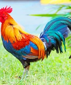 Kauai Chicken Paint By Numbers