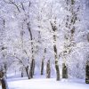 Trees With Snow Paint By Numbers