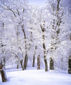 Trees With Snow Paint By Numbers