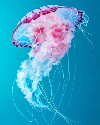 Pink Jellyfish Paint By Numbers