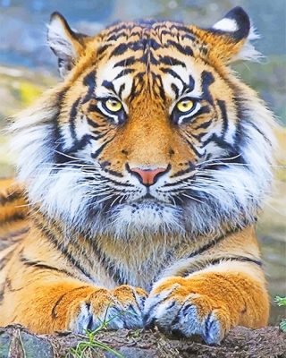 Tiger Eyes Paint By Numbers