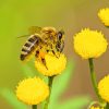 Bee On Flower Paint By Numbers