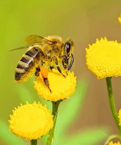 Bee On Flower Paint By Numbers