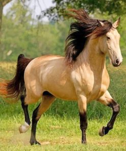 Blonde Horse Paint By Numbers