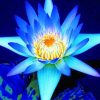 Blue Lotus Paint By Numbers