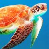 Sea Turtle Paint By Numbers