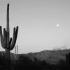 Cactus Moon Monochrome Paint By Numbers