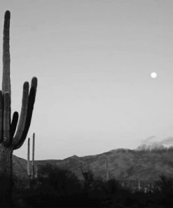 Cactus Moon Monochrome Paint By Numbers