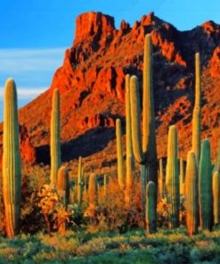 Cactus Near Mountain Paint By Numbers