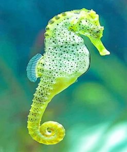 Cape Seahorse Paint By Numbers